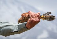 کشورهای حاشیه خلیج‌فارس مقصد قاچاق پرندگان شکاری
