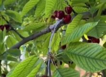 ویدیویی از چیدن گیلاس در الموت قزوین