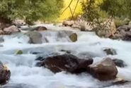الموت سبز و زیبا