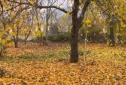 ویدیویی از پاییز الموت