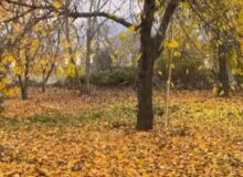ویدیویی از پاییز الموت